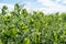 Huge field of green peas on blue sky background