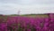 Huge field with pink flowers blooming