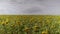 A huge field is planted with sunflowers, the wind blows across the field and sunflowers sway