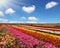 Huge field of red garden buttercups