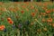 Huge field of red poppy flowers