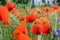 Huge field of red poppy flowers