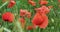 Huge field of red poppy flowers