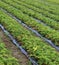 Huge field of red strawberries on the plain