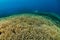 huge field of staghorn coral