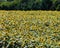 A huge field of sunflowers in the country