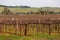 Huge field of vines for winemaking