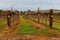 Huge field of vines for winemaking