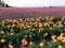 Huge fields of brightly colored spring tulips