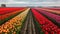 Huge fields of colorful tulips - Generative AI