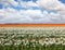 Huge fields of peony garden ranunculus