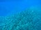 Huge fish school in blue ocean water. Tropical sea fish underwater photo. Undersea landscape with sardine fish shoal