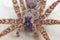 Huge fishing spider - portrait in cabin sink