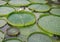 Huge floating lotus,Giant Amazon water lily