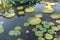 Huge floating lotus,Giant Amazon water lily