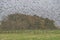 A huge flock of birds flies over a field