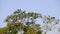 Huge flock of crows perched on top of tree