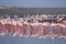 A huge flock of elegant pink flamingos looking for mollusks in the cold waters of the Atlantic Ocean