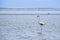 A huge flock of elegant pink flamingos looking for mollusks in the cold waters of the Atlantic Ocean