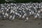 Huge flock of FranklinÂ´s gulls