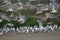 Huge flock of FranklinÂ´s gulls