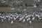 Huge flock of FranklinÂ´s gulls