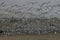 Huge flock of Franklin`s gulls