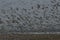 Huge flock of Franklin`s gulls