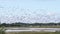 Huge Flock or Gaggle of Migrating Geese Birds flying above Wetlands, Slow Motion