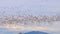 Huge flock of geese taking flight over a rural field