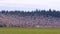 Huge flock of geese taking flight over a rural field