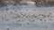 huge flock of mallards swims and flies on a misty river