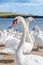 A huge flock of mute swans gather on lake creating a truly amazing sight.