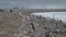 A huge flock of penguins stand on the rocks around the glacier. Andreev.