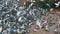 Huge Flock of Pigeons Take off on the City Street. Slow Motion