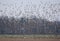 Huge flock of Ruffs Philomachus pugnax fly and take down over agro field during spring migration