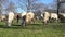 a huge flock of sheep, rams and goats grazes in the meadow on a sunny day