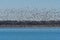 Huge flock of Snow Geese circling over the water of a lake