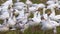 Huge flock of snow geese resting on the green farm land on a sunny day.