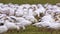 Huge flock of snow geese resting on the green farm land on a sunny day.