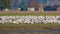 Huge flock of snow geese resting on the green farm land on a sunny day.