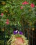 Huge flower pot in mediterranen garden, with violet pansies, red roses and orange fruit trees