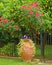 Huge flower pot in mediterranen garden, with violet pansies, red roses and orange fruit trees