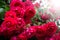 Huge flowers of roses on a bush against the sky