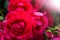 Huge flowers of roses on a bush against the sky