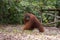 Huge fluffy-male orangutan goes on fallen leaves next to a wooden dais (Kumai, Indonesia)