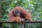 Huge fluffy orangutan lies on a wooden platform next to a metal