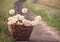 Huge fluffy white dandelions in a wicker basket