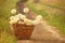 Huge fluffy white dandelions in a wicker basket on a dirt road among the fields.