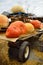 Huge fresh healthy bio pumpkins lying on trailer on agricultural farm at autumn